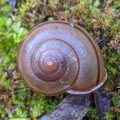 Helminthoglypta cypreophila