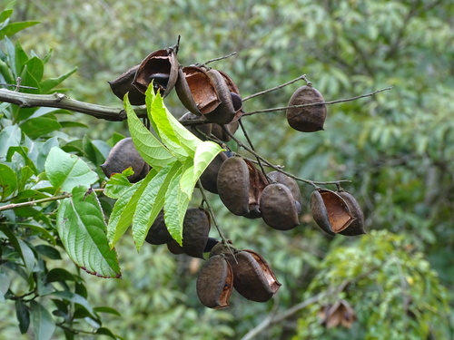 Ticanto vernalis, photograph 1