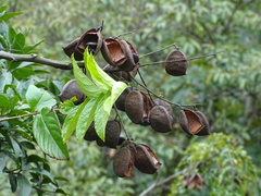 Caesalpinia vernalis