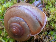 Helminthoglypta cypreophila