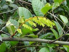 Caesalpinia vernalis