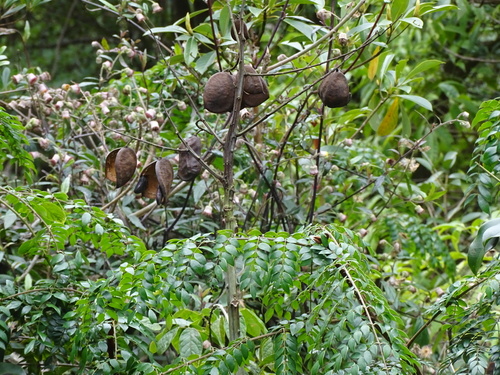 Ticanto vernalis, photograph 3