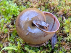 Helminthoglypta cypreophila