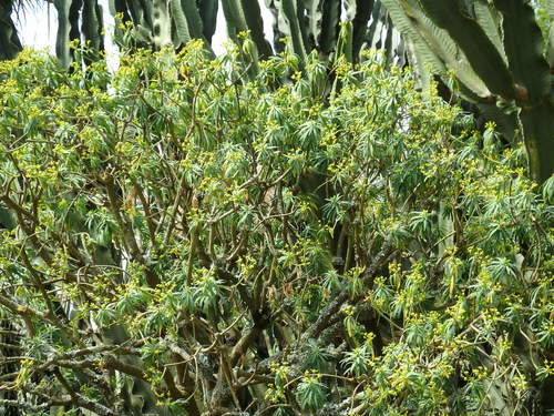 Fish-stunning Spurge
