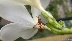 Ropalidia marginata marginata