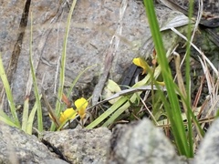 Utricularia bifida