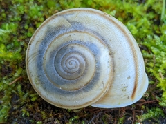 Helminthoglypta cypreophila