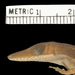 Deiroptyx - Photo (c) Museum of Comparative Zoology, Harvard University, some rights reserved (CC BY-NC-SA)