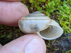 Helminthoglypta cypreophila