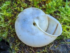 Helminthoglypta cypreophila