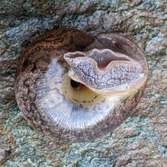 Helminthoglypta cypreophila
