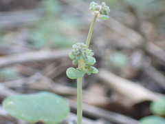 Crassula nemorosa