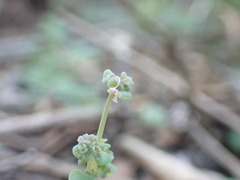 Crassula nemorosa