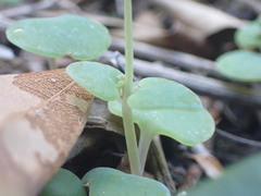 Crassula nemorosa