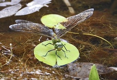 Anax gibbosulus