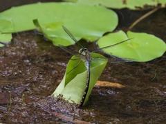 Anax gibbosulus