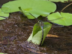 Anax gibbosulus