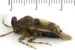 Bruneimetopus simulans