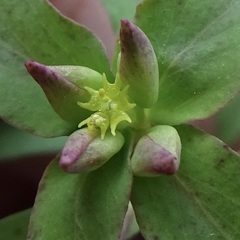 Tithymalus