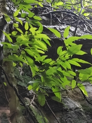 Acer oblongum
