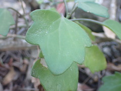 Senecio angulatus