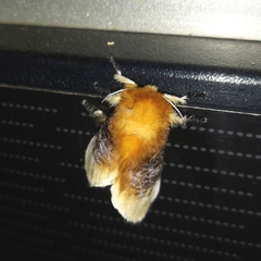Megalopyge bissesa