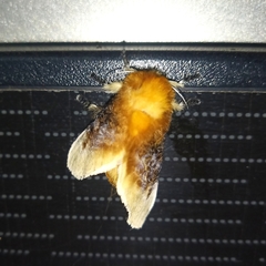 Megalopyge bissesa