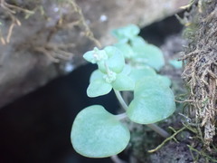 Crassula nemorosa