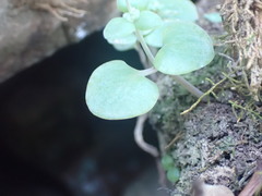 Crassula nemorosa