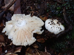 Russula marangania