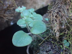 Crassula nemorosa