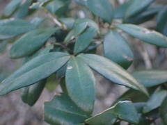 Olea capensis macrocarpa