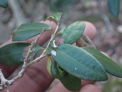 Olea capensis macrocarpa