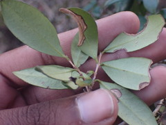 Olea capensis macrocarpa