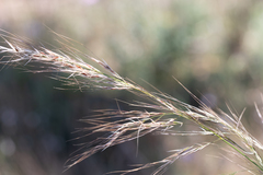 Austrostipa flavescens