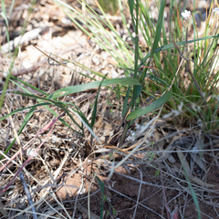 Austrostipa flavescens