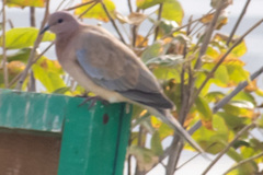 Streptopelia senegalensis