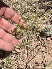 Lappula occidentalis occidentalis