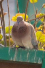 Streptopelia senegalensis