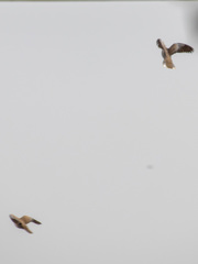 Streptopelia decaocto