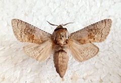 Camellocossus sindbad