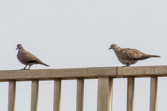 Streptopelia decaocto