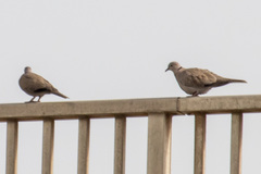 Streptopelia decaocto