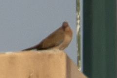 Streptopelia senegalensis