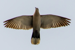 Streptopelia decaocto