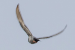 Streptopelia decaocto