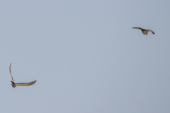 Streptopelia decaocto