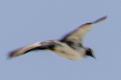 Columba livia domestica