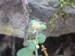 Crassula nemorosa