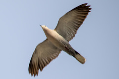 Streptopelia decaocto